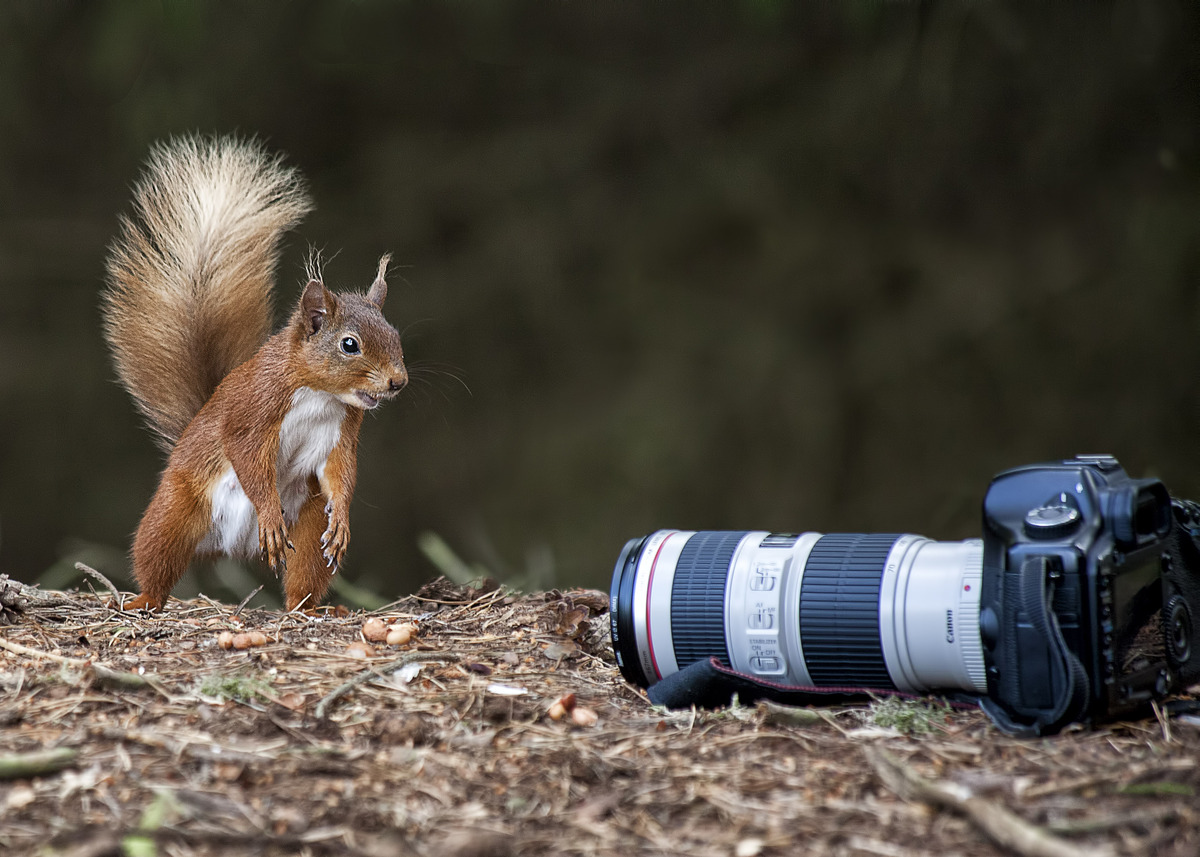 4th Is that a canon by Barry Turnbull